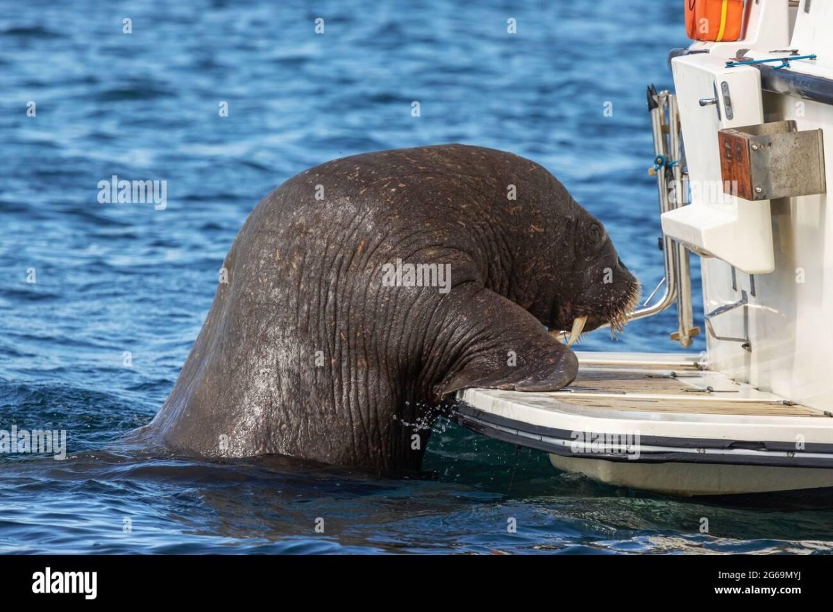 Морж Уолли Уолрус
