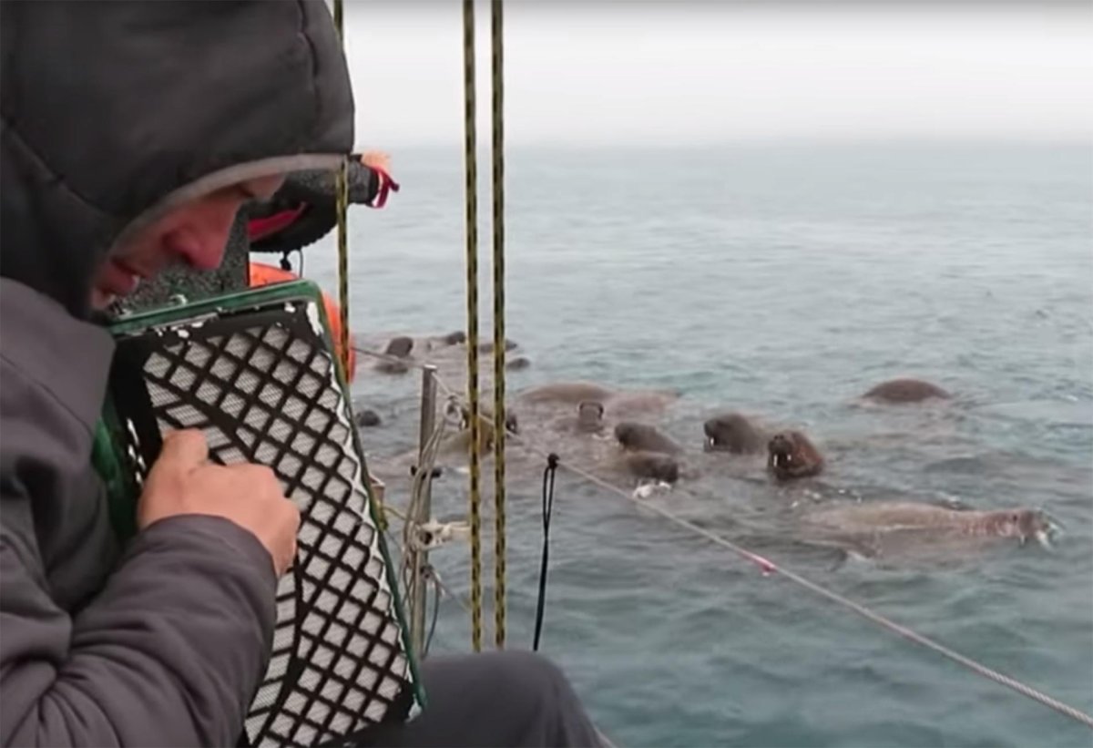 Морж играет на гармошке