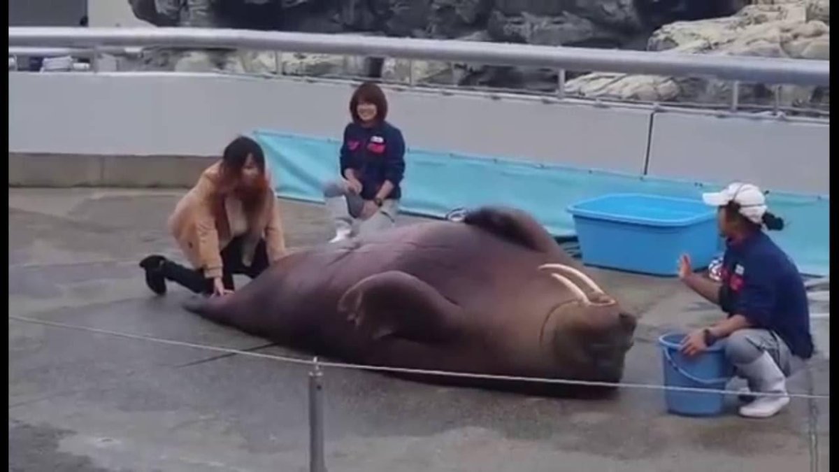 Морские котики накачанные