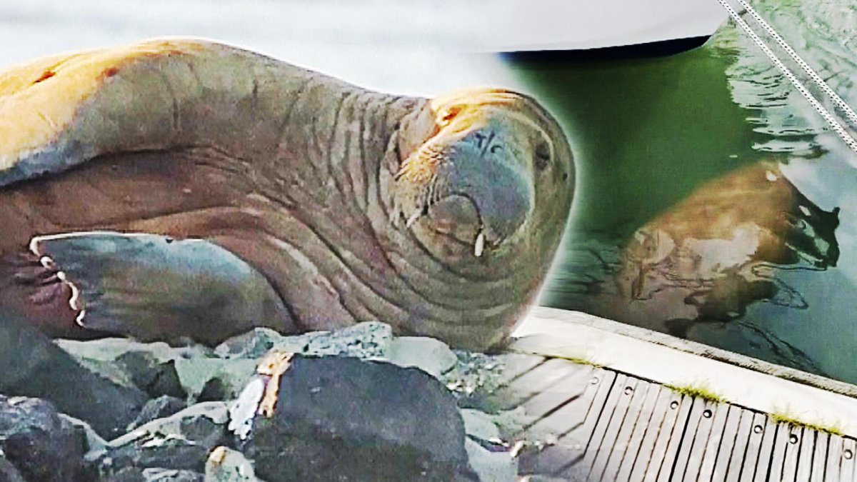 Морж в Арктике