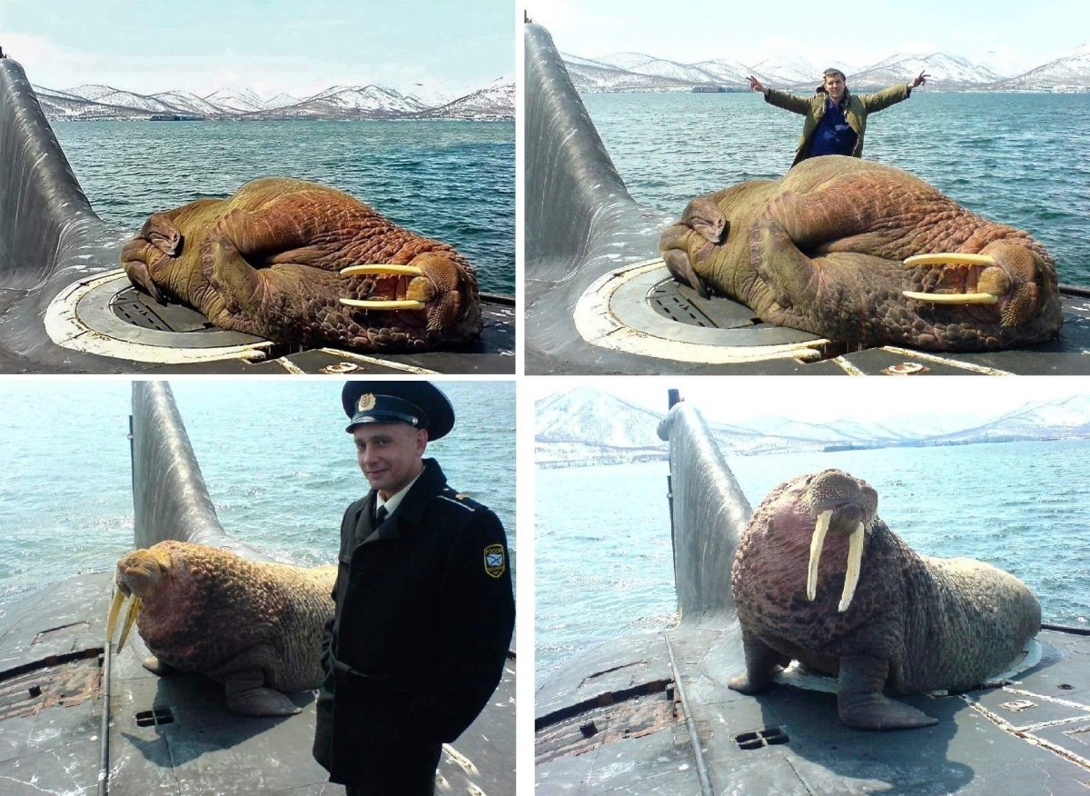 Морж уснул на Российской подводной лодке