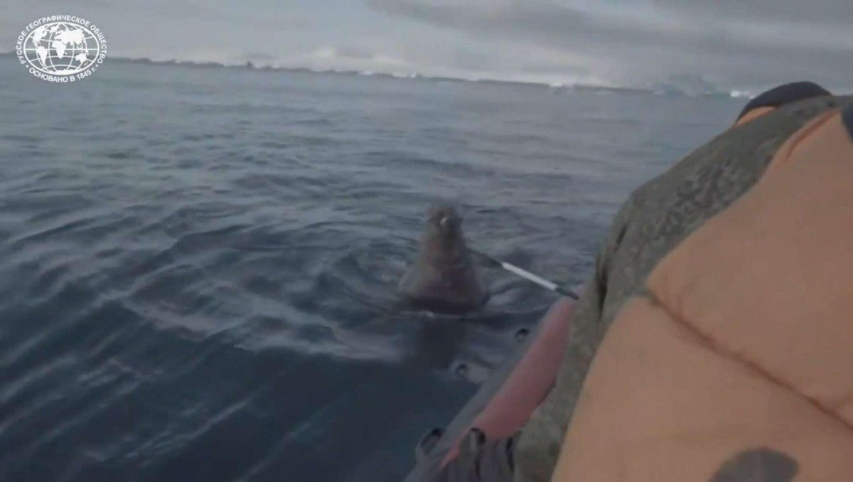 Морж на подлодке