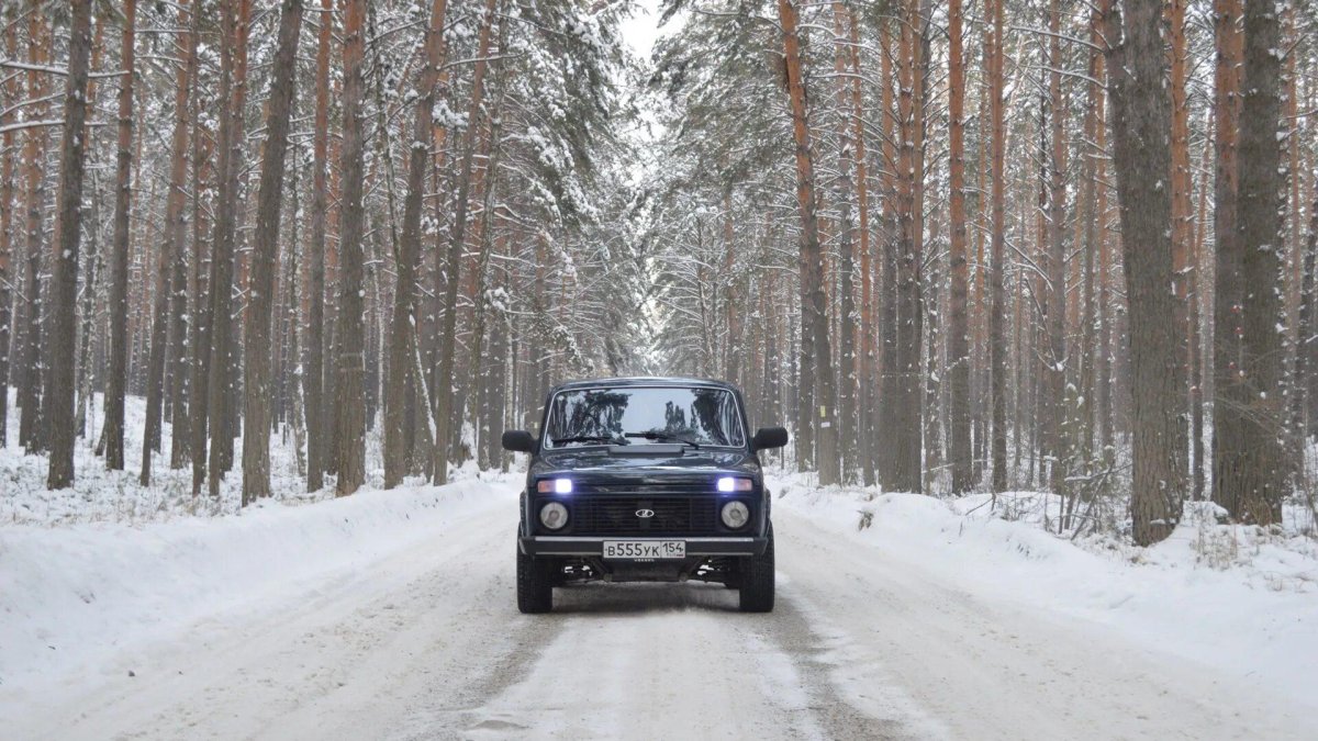 Нива в лесу