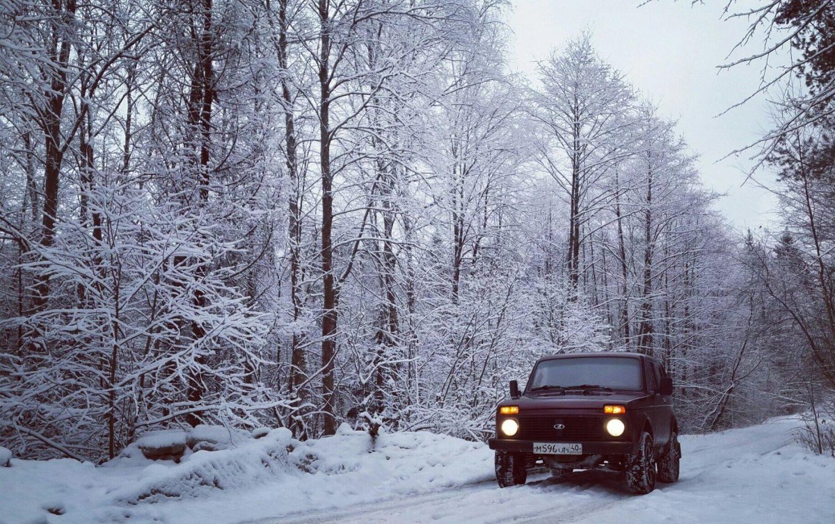 Нива в лесу