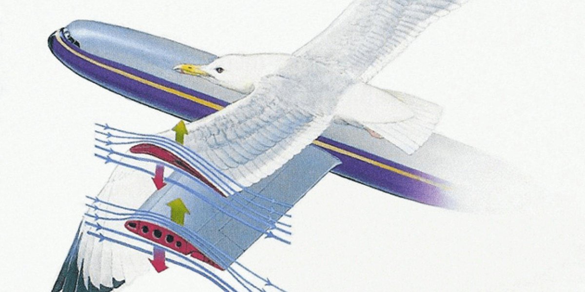 Аэродинамика полета птицы