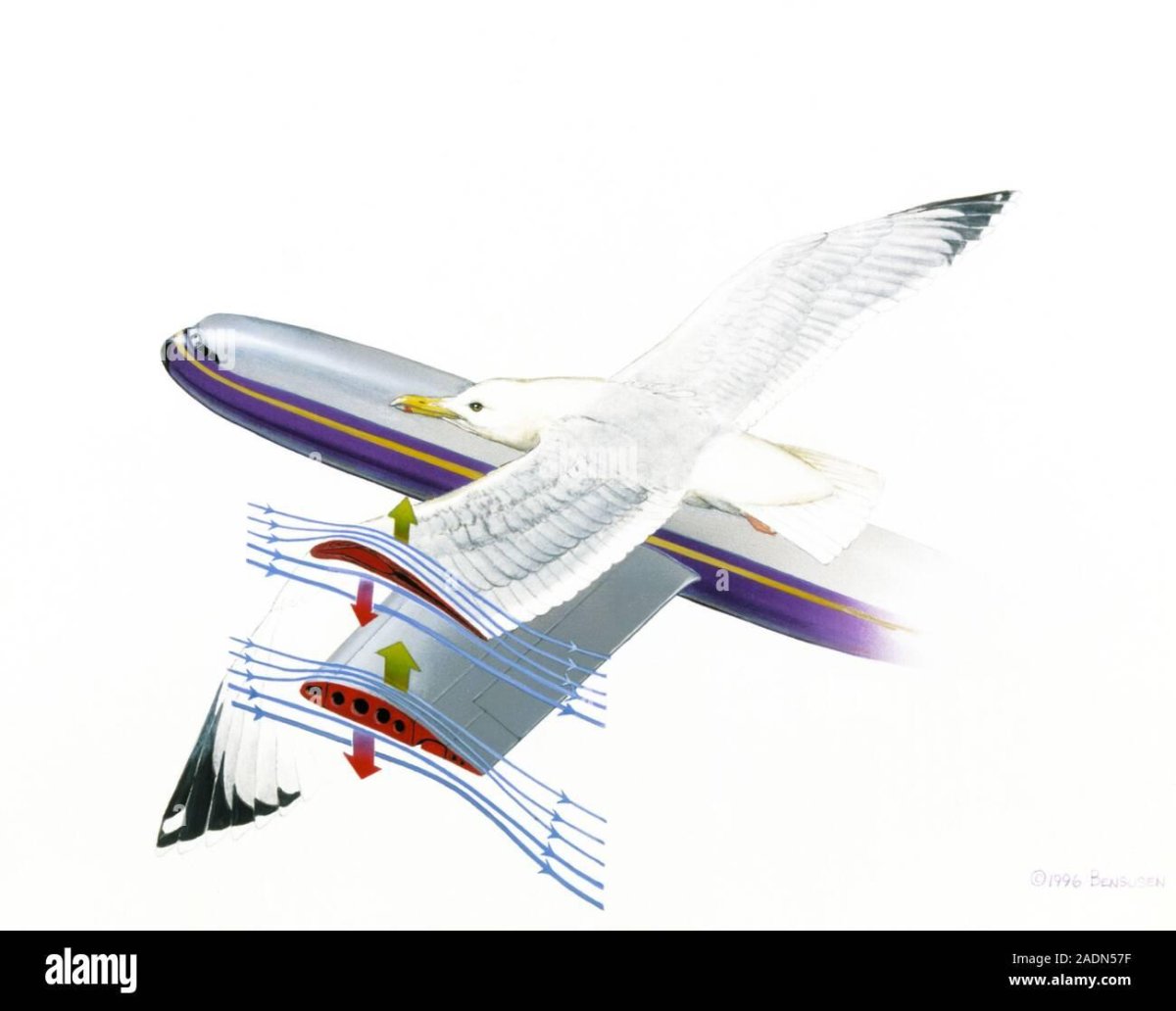 Аэродинамика полета птицы