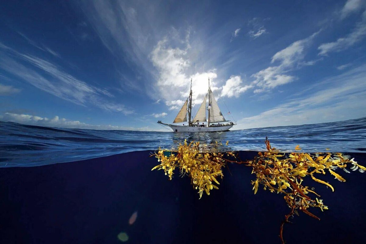 Саргассово море в Атлантическом океане