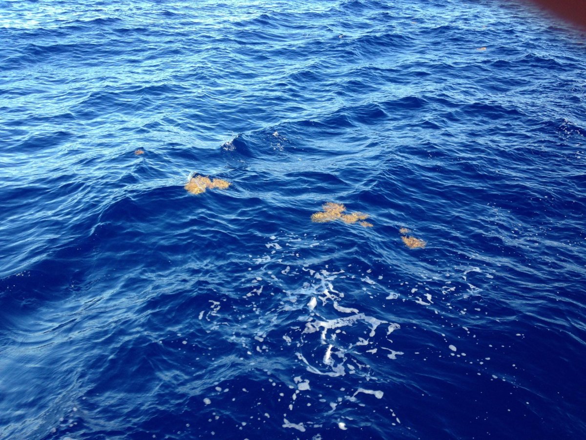 Саргассово море акулы