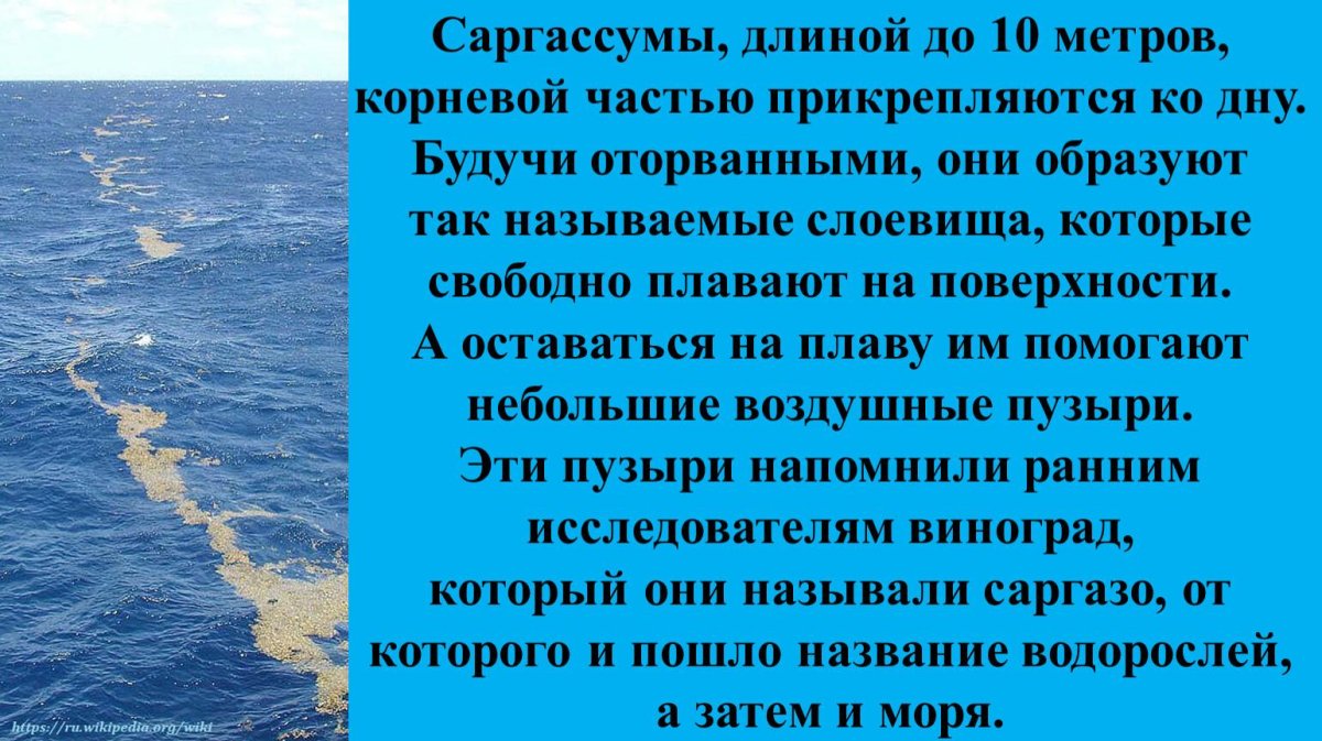 Саргассово море
