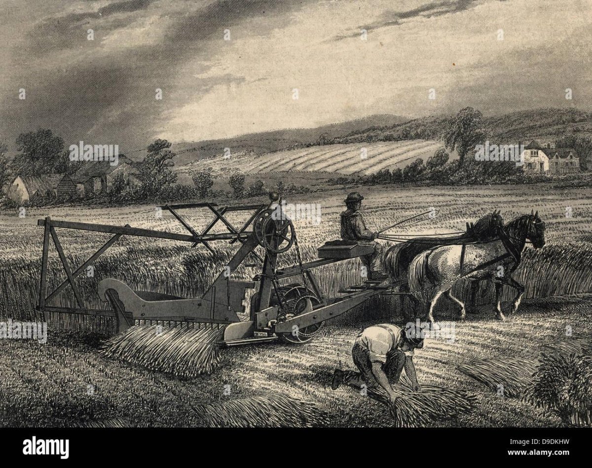 Жнейка лобогрейка