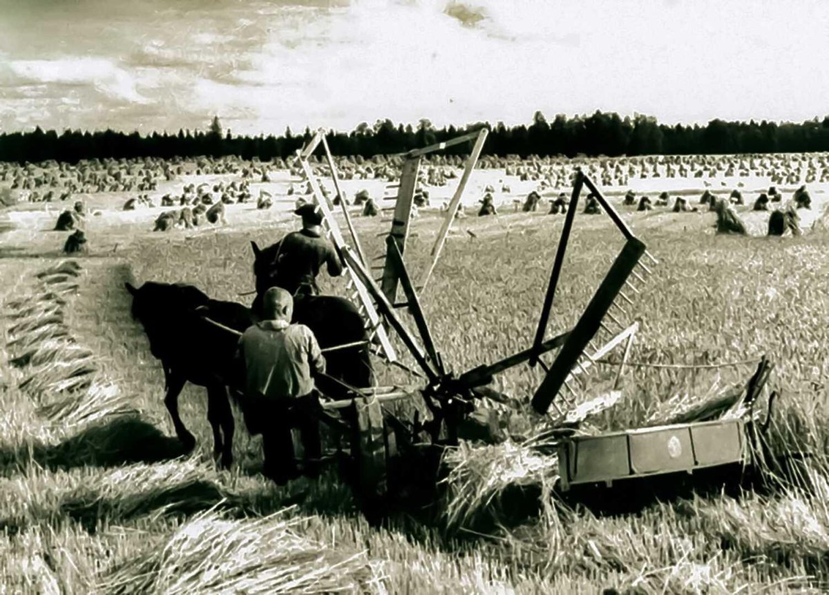 Конная жатка лобогрейка