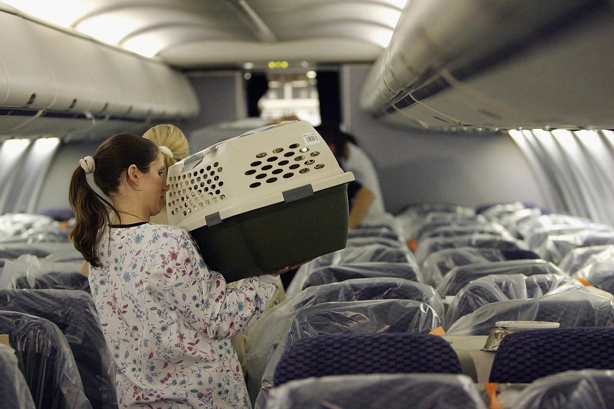 Животные в салоне самолета