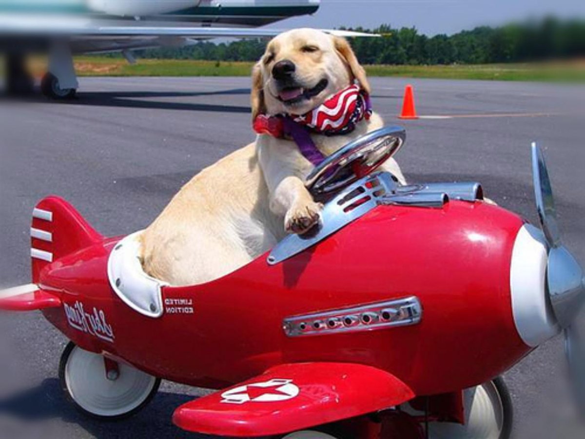 Собачка в самолете