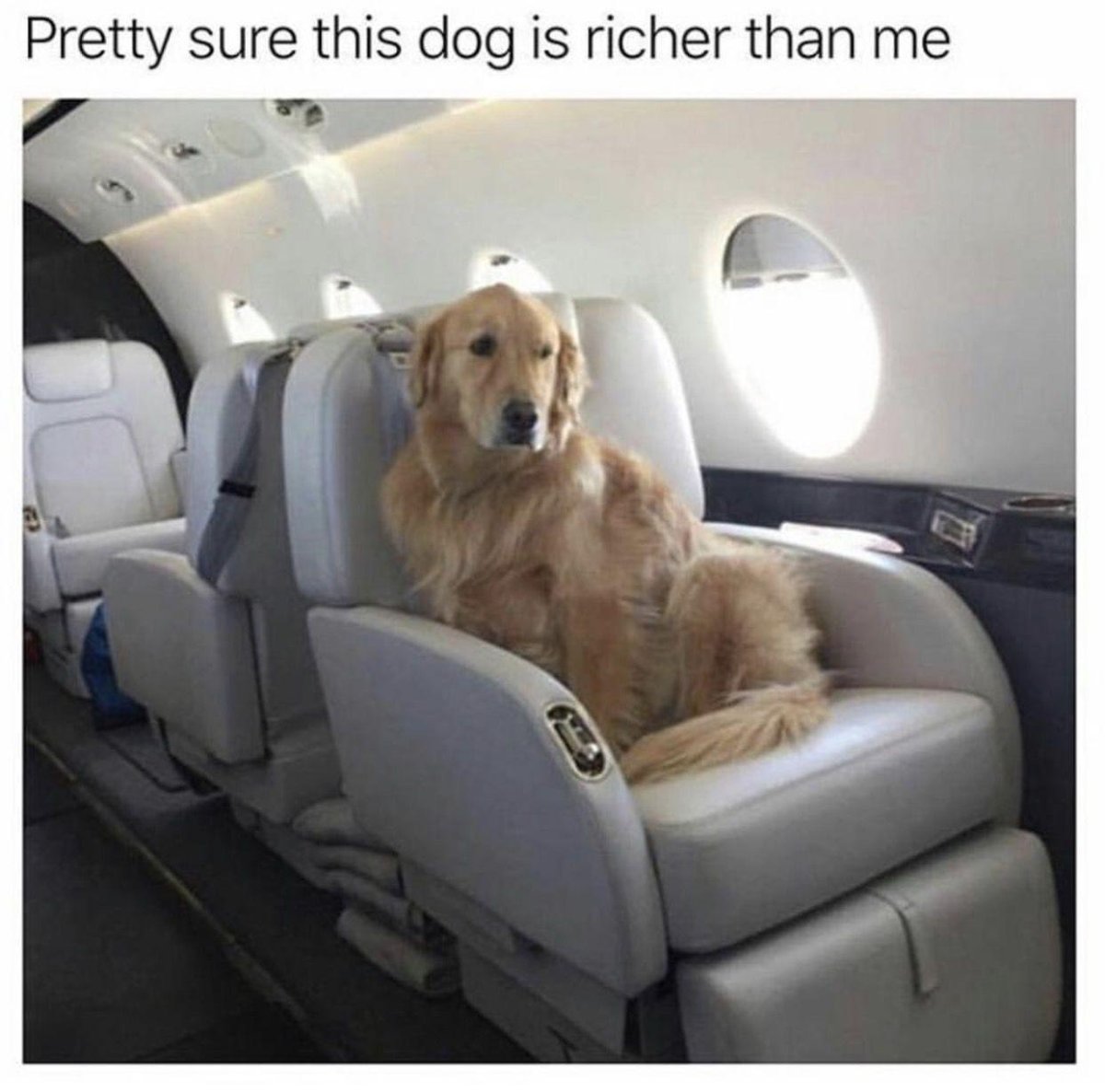 Животные в салоне самолета