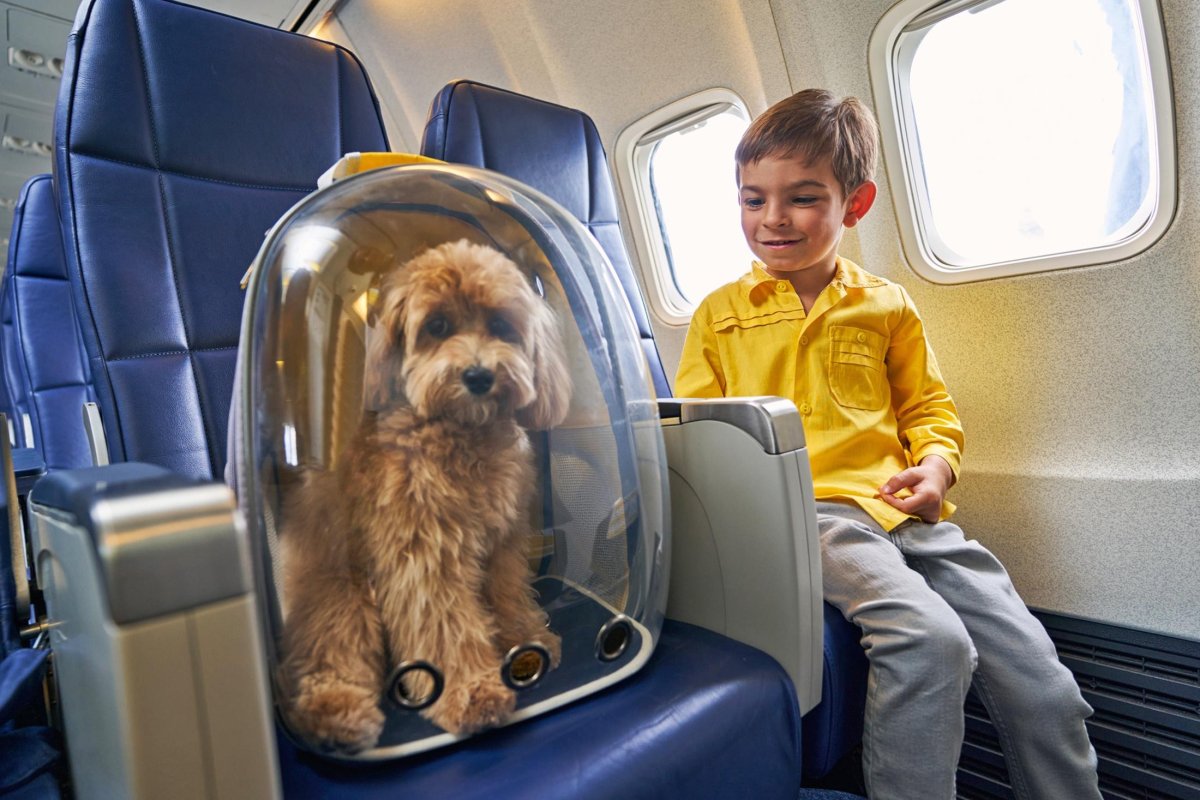 Перевозка собак в самолете