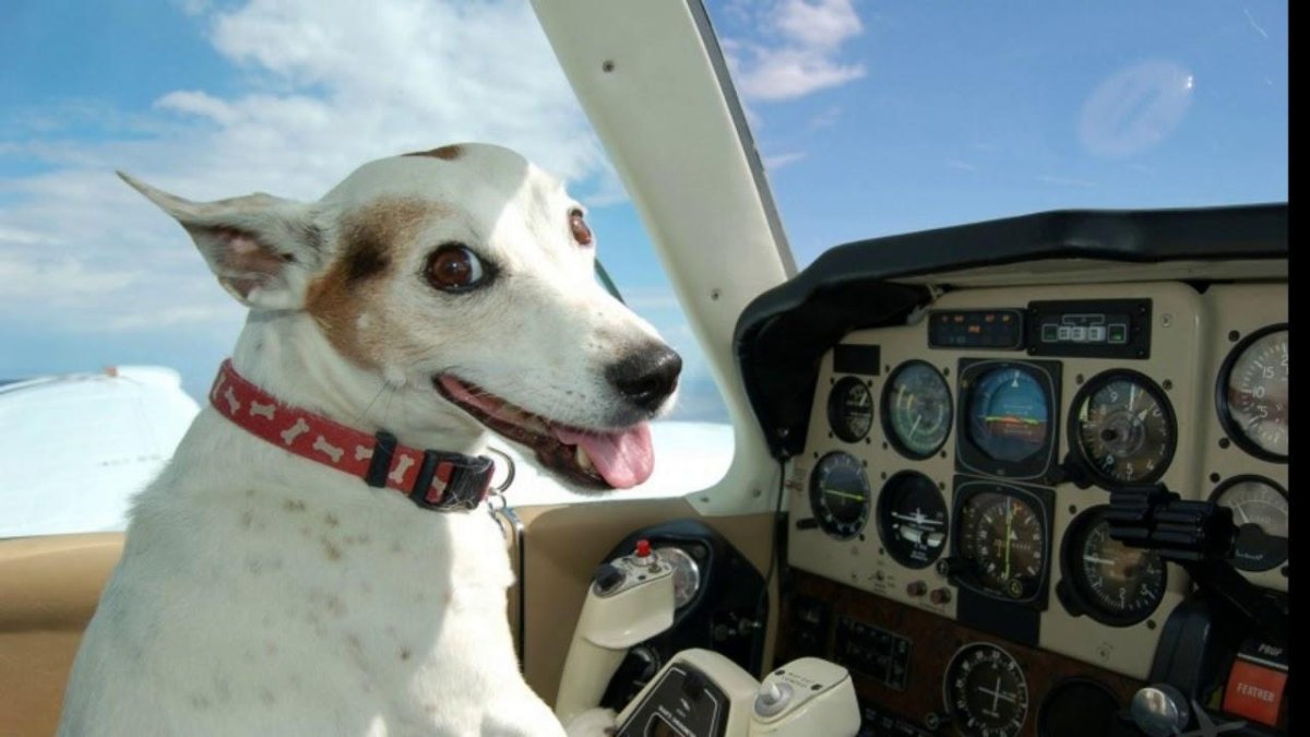 Смешная собака самолет