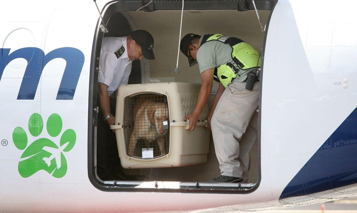 Отсек для животных в самолете