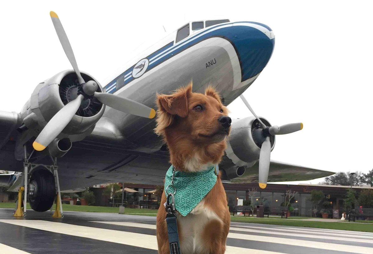 Авиаперевозка животных