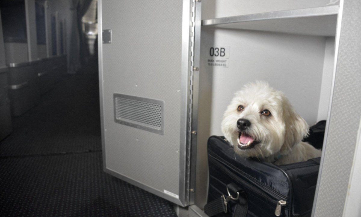 Багажный отсек для животных