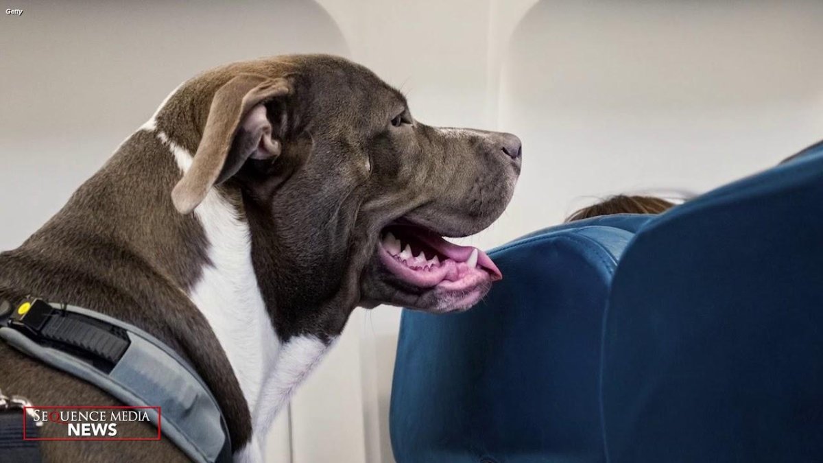 Путешествие с питомцем