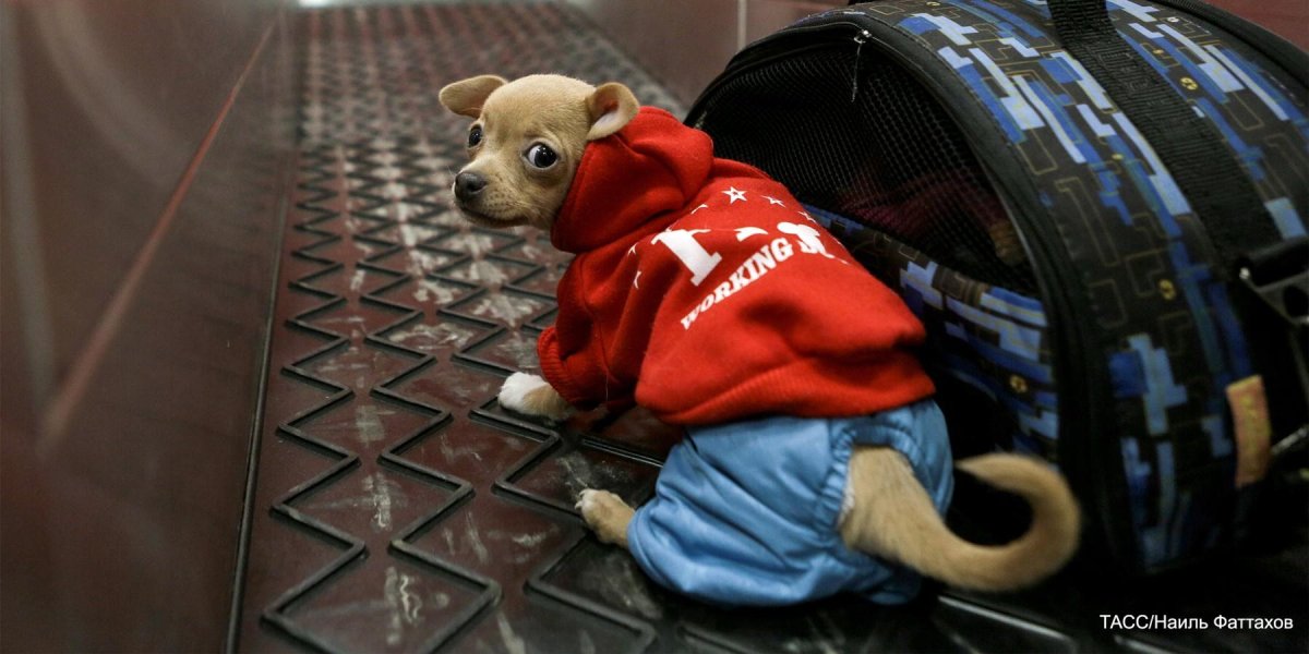 Авиаперевозка животных