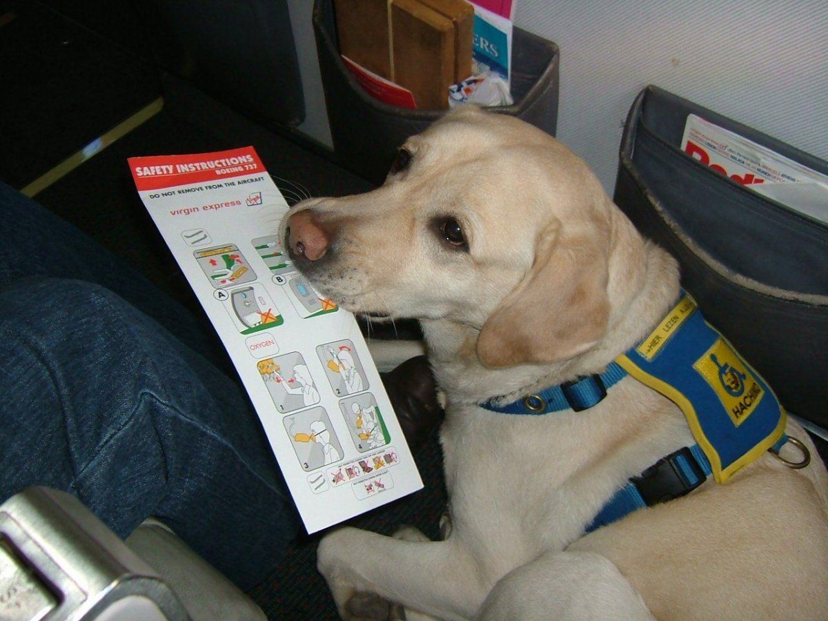 Собака проводник в самолете