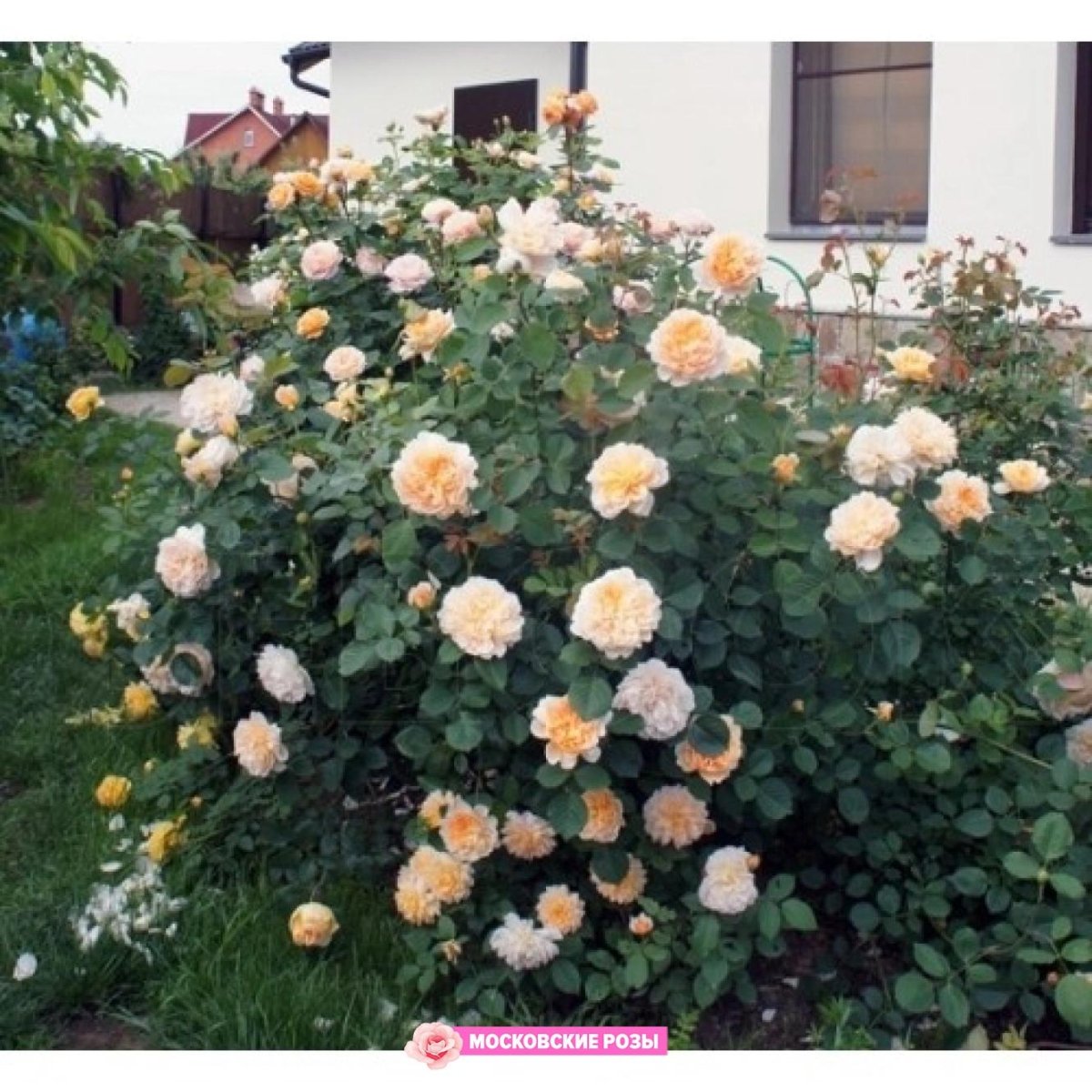 Роза Остина ти Клиппер