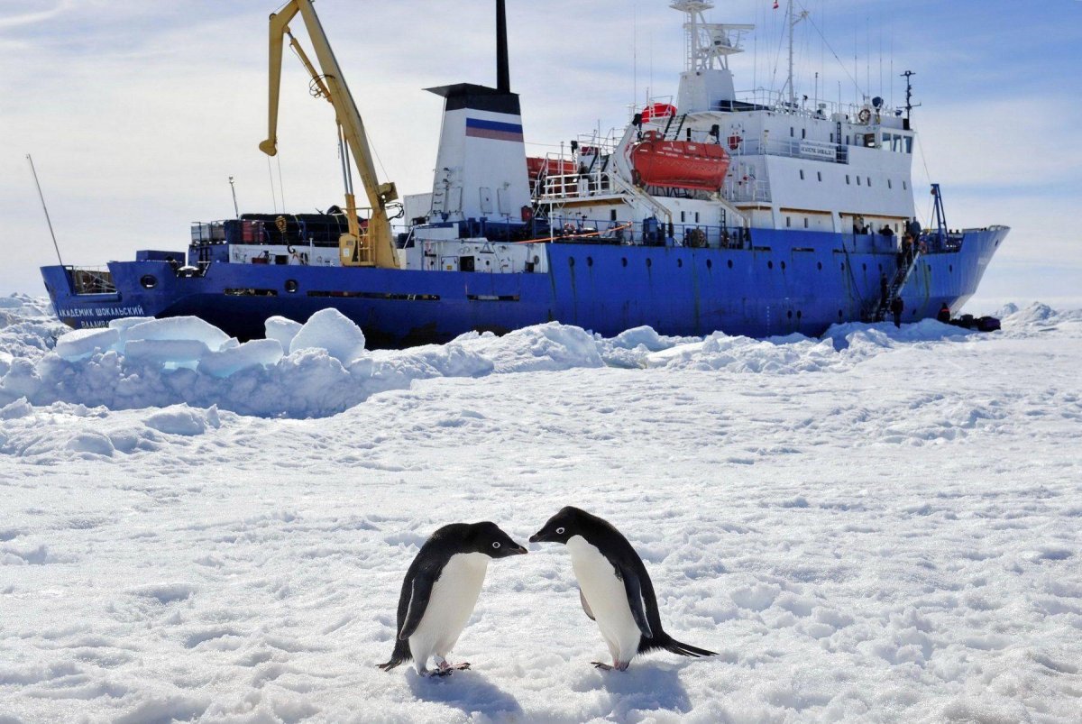 Корабль академик Шокальский