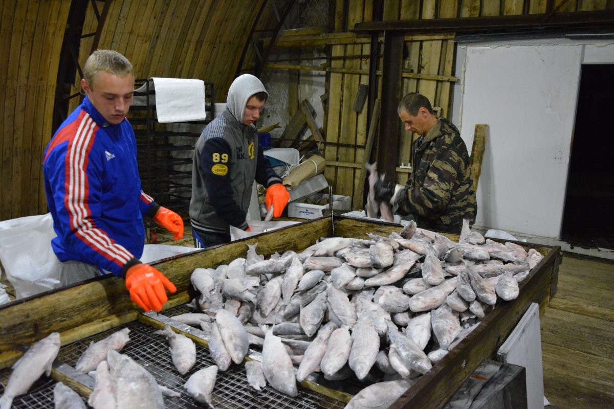 Горковский рыбозавод Шурышкарский район