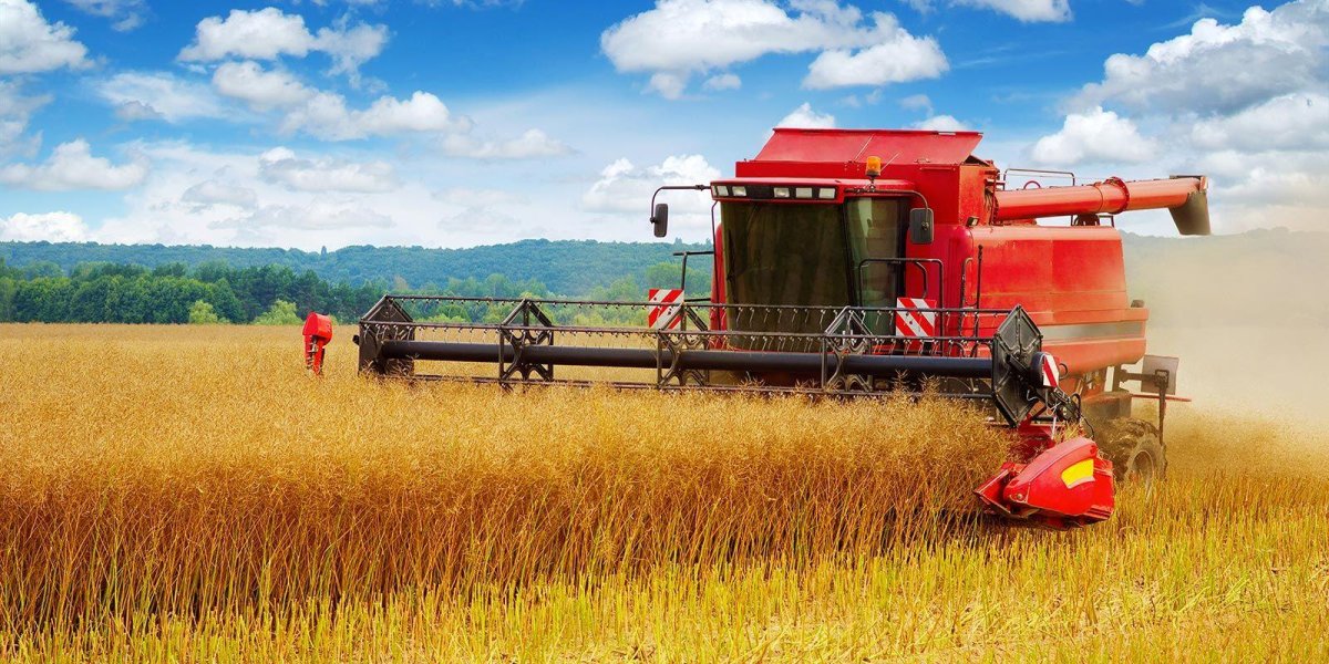Пшеница комбайн