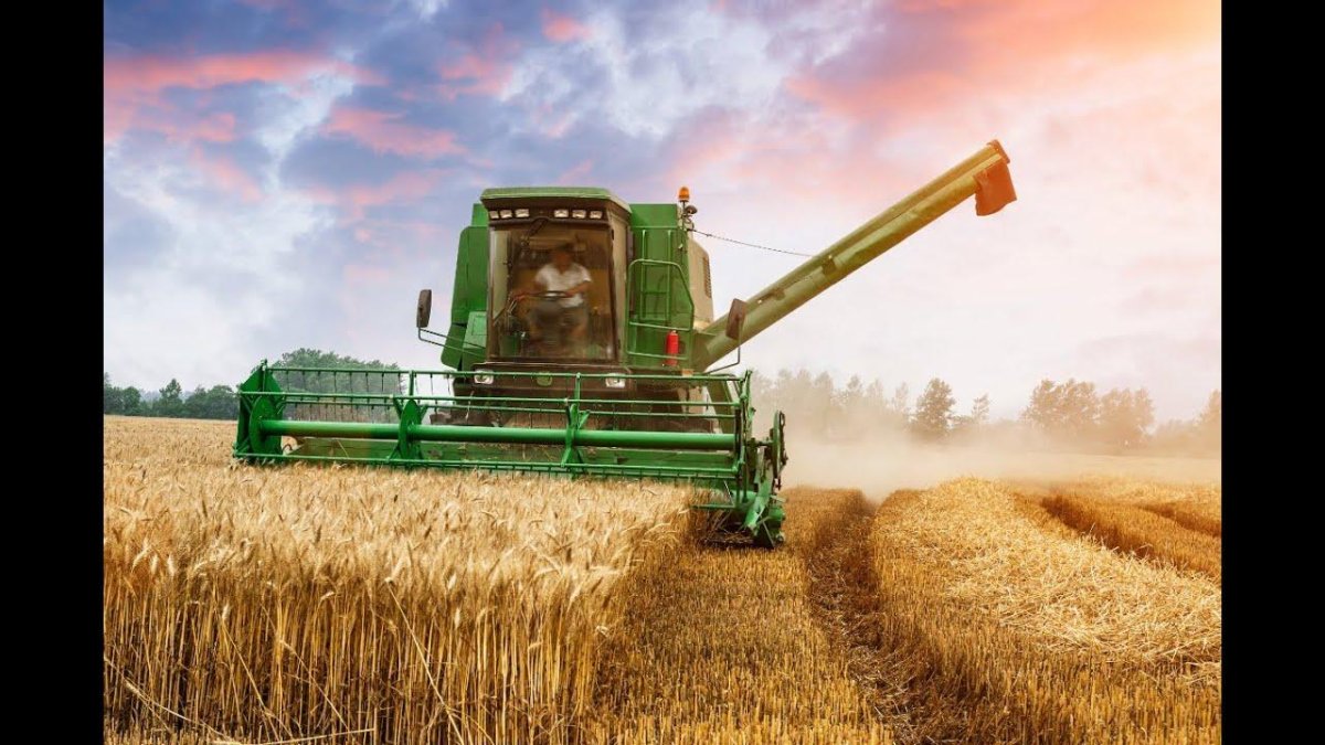 Урожай пшеницы