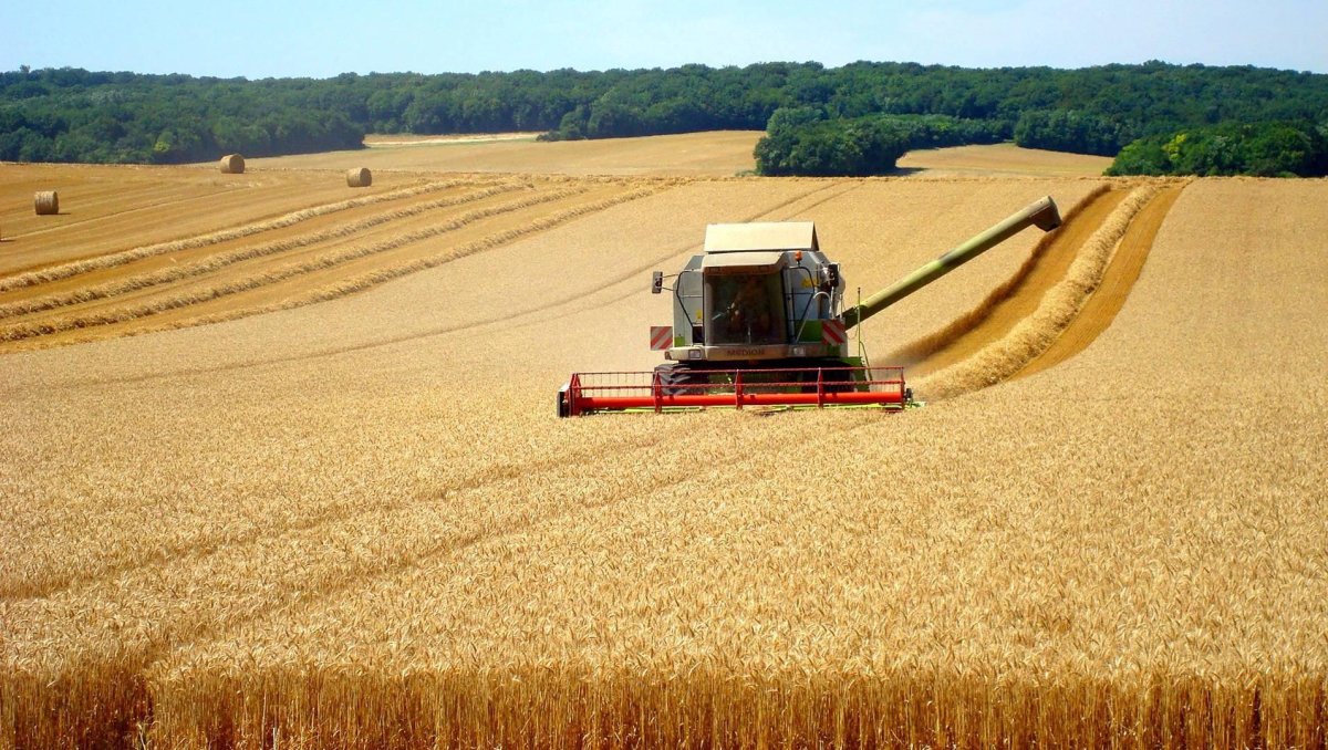 Сбор пшеницы
