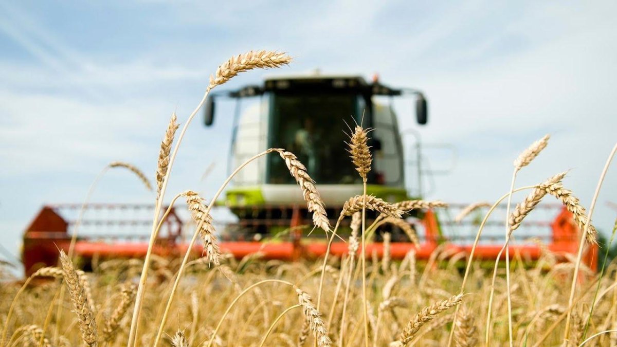 Поле пшеницы и трактор