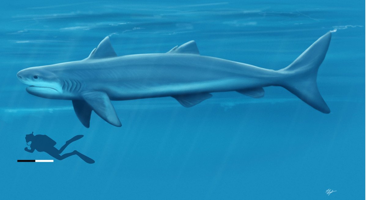 Древние акулы