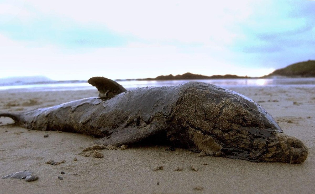 Утечка нефтепродуктов из танкера «Престиж» 13 ноября 2002 года