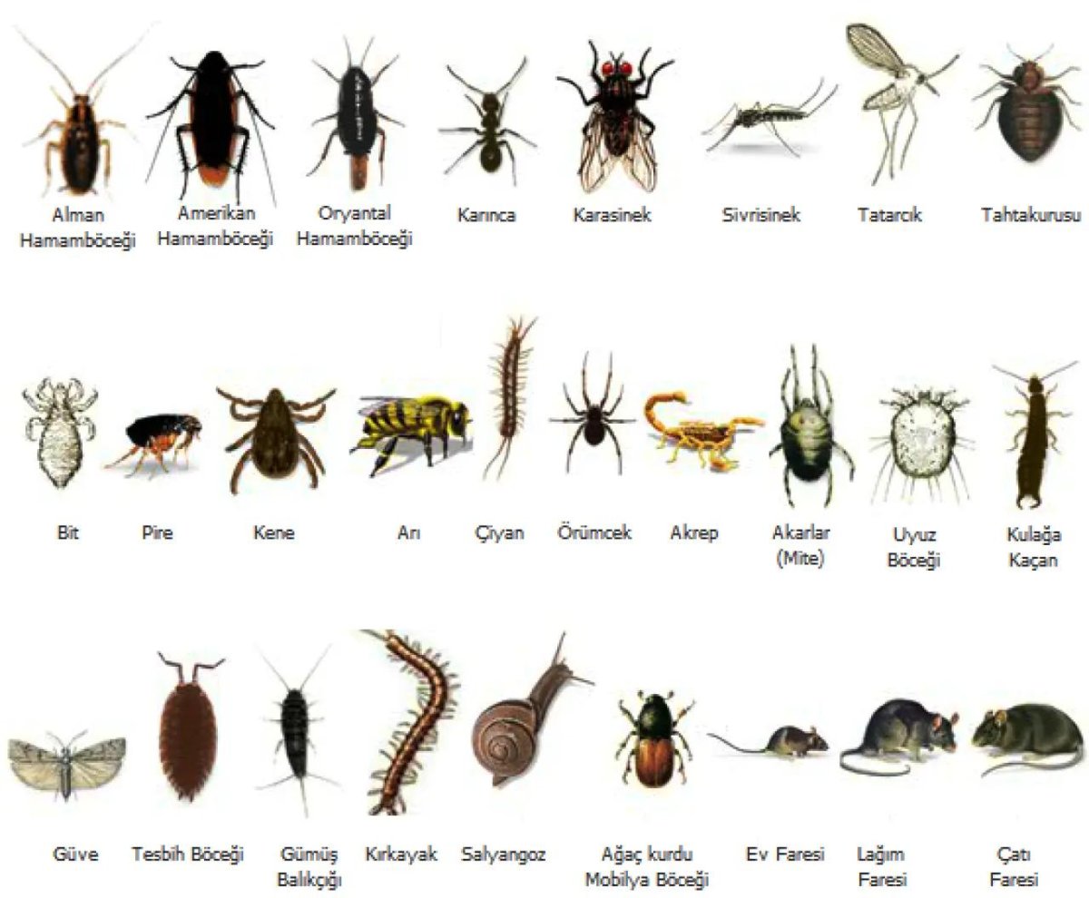 Pest insects