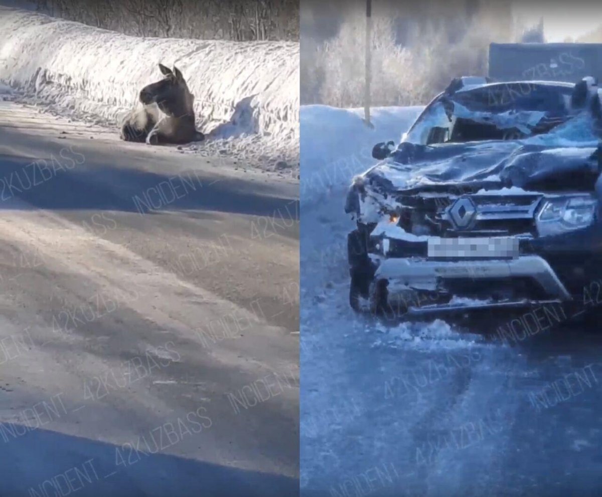 Машина после столкновения с лосем