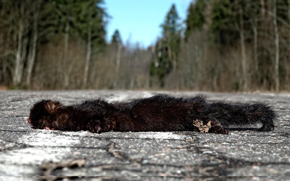 Штраф если сбил животное на дороге