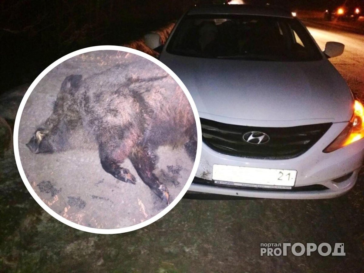 Штраф за сбитого кабана