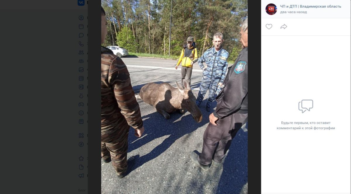 Штраф за сбитого лося в 2023 году