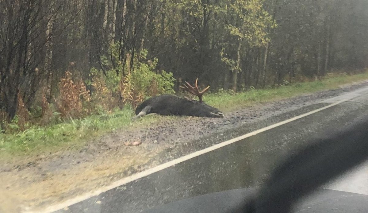 Лось в Сосновом Бору Ленинградской области