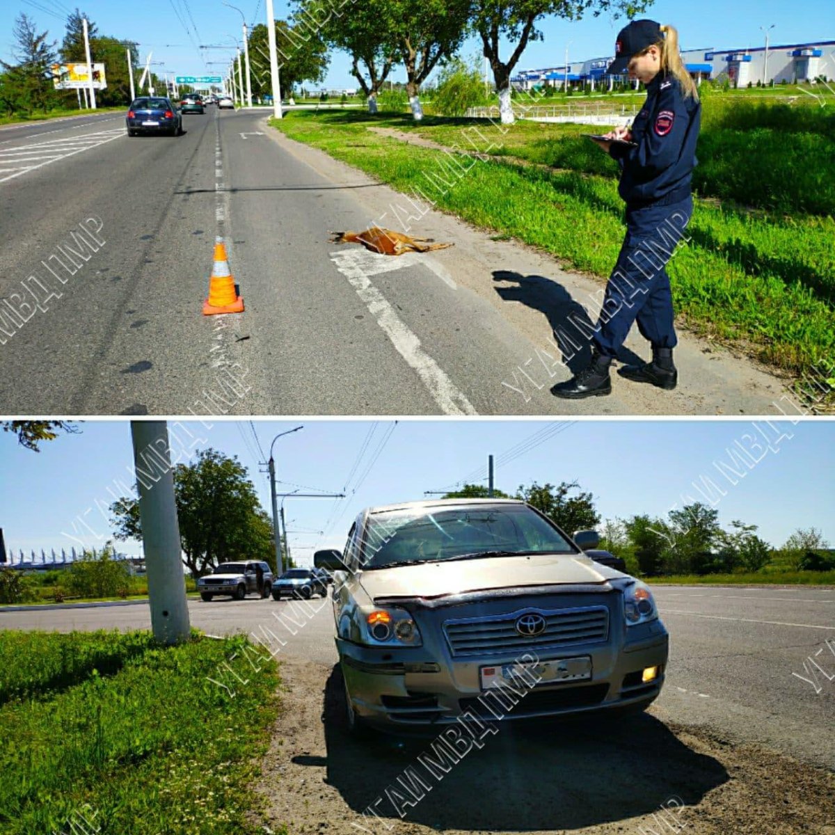 Машина наехала на косулю