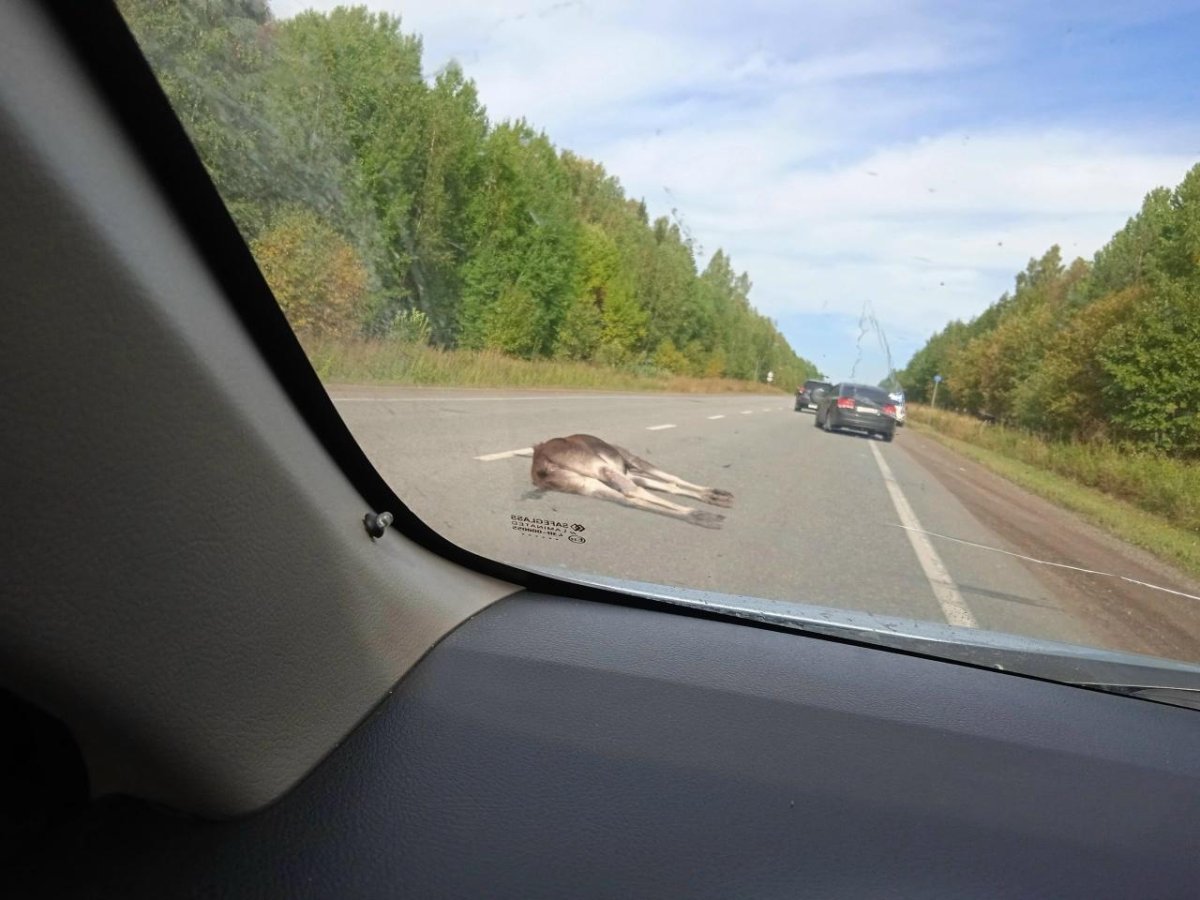 Штраф за сбитого лося на дороге