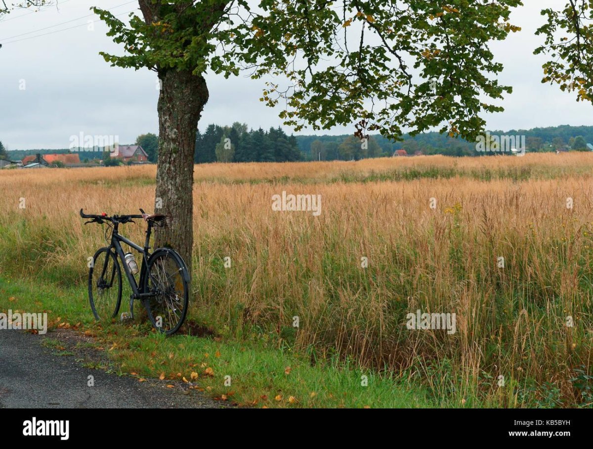 Велосипед в дереве фото