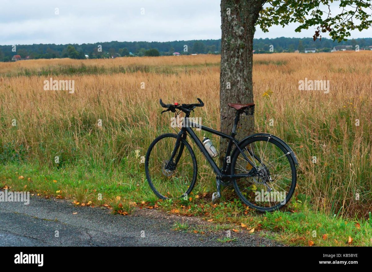 Велосипед под деревом