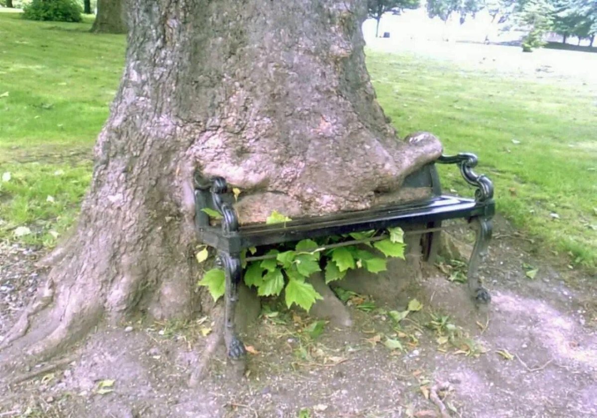 Вросшие в дерево предметы