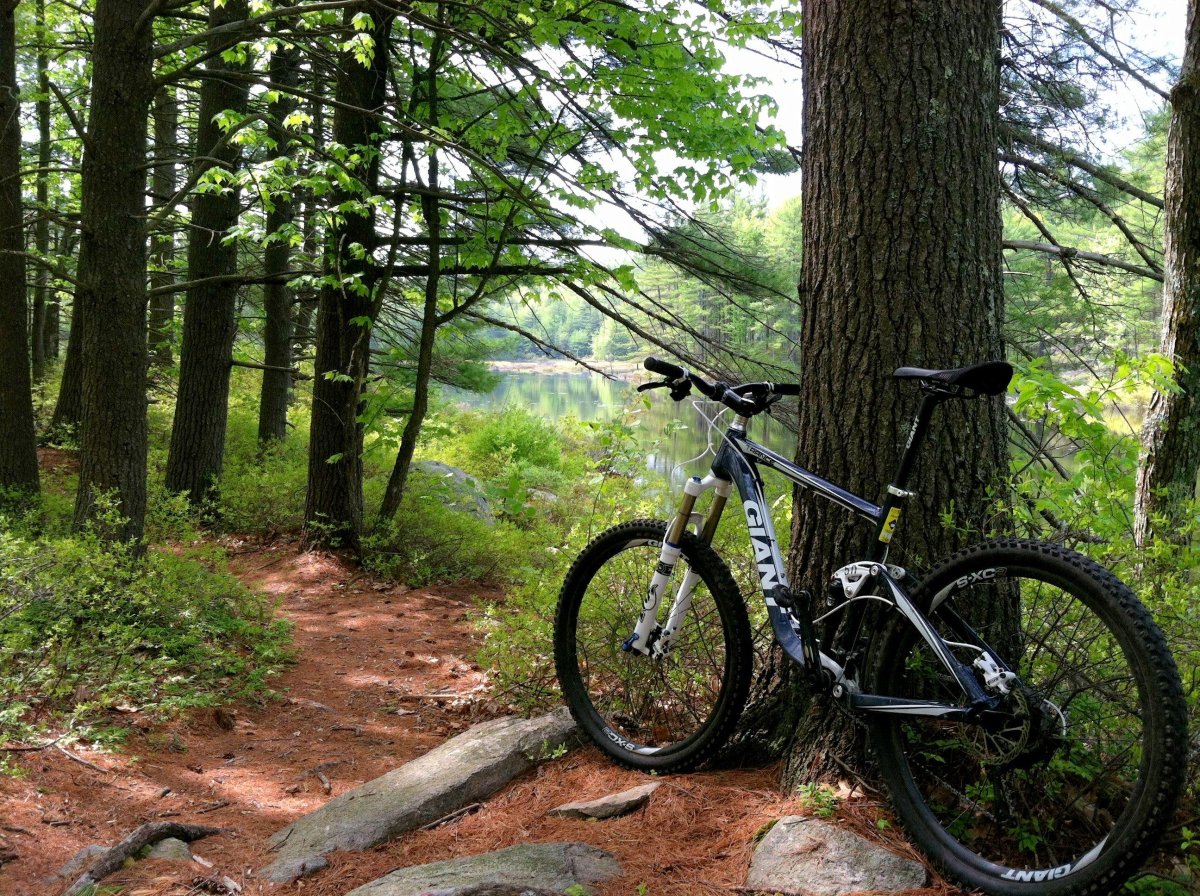 Велосипед в лесу