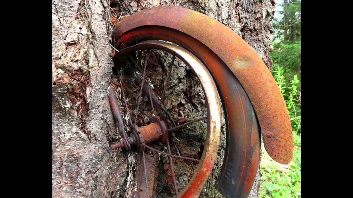 Вросшие в дерево предметы