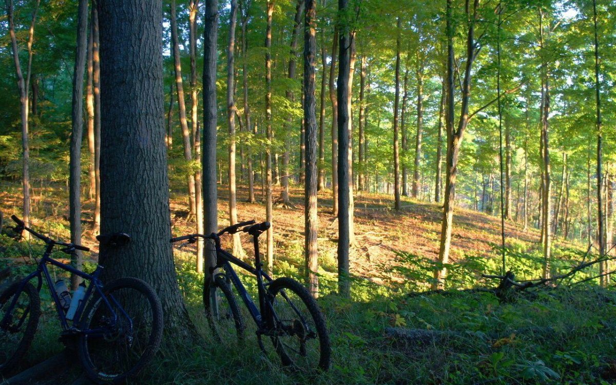 Велосипедные прогулки в лесу