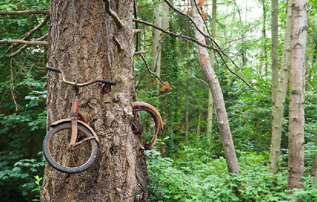 Дерево съело велосипед